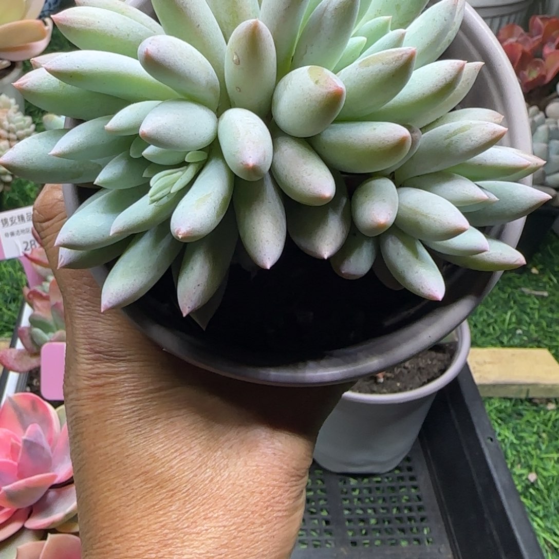 锦安精品多肉植物编号290