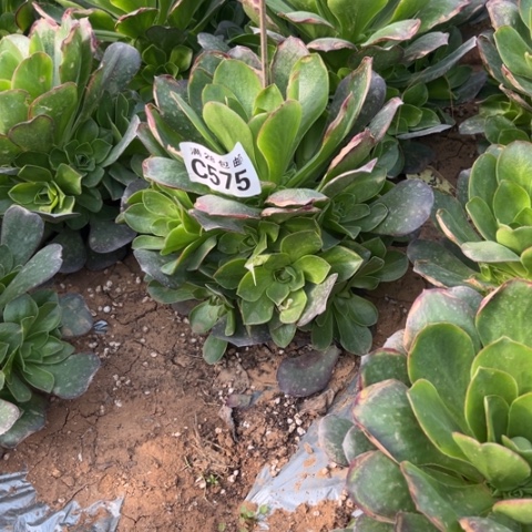 575枚金玫瑰不包断枝