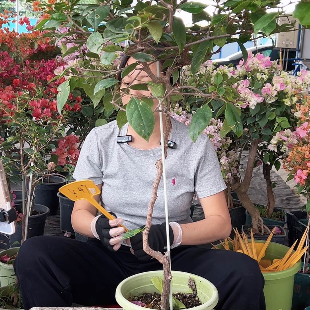 姚***姚大部分花苞少量开放K47棒棒糖