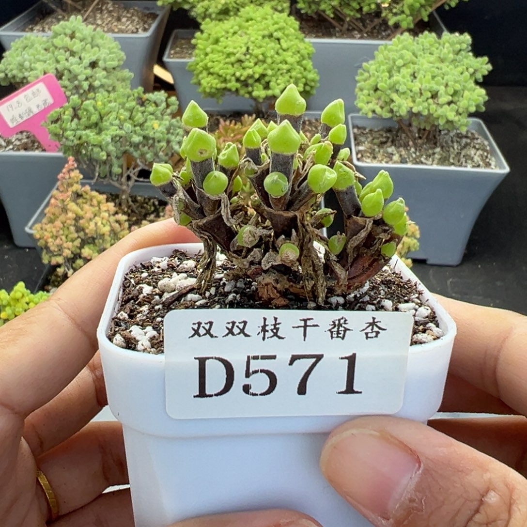 571枝干兔子              