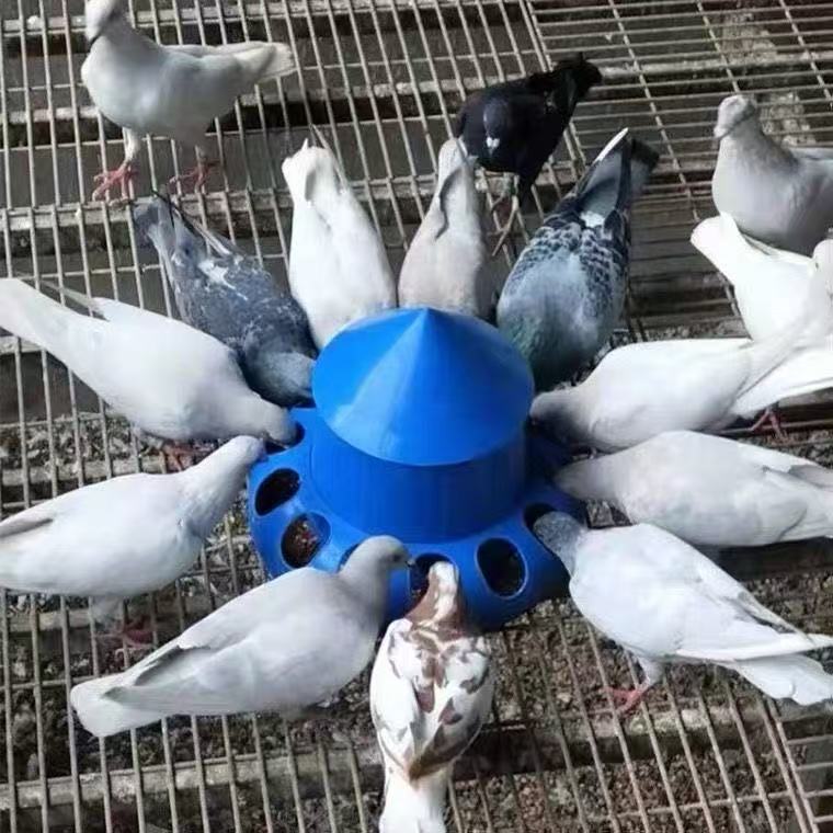 鸽子食槽自动漏食防撒下料器信鸽赛鸽喂食器