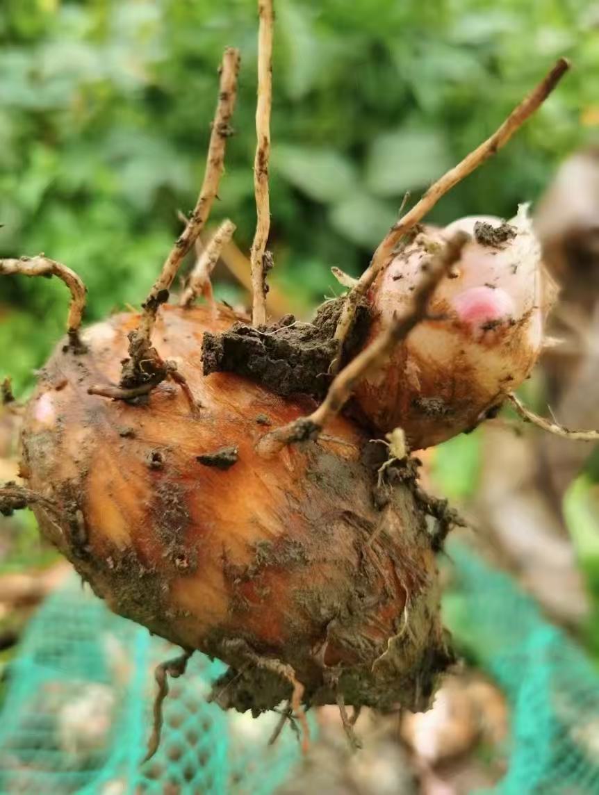 粤北山区连州星子红芽芋头