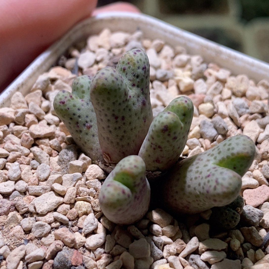 一群斑马好看好看