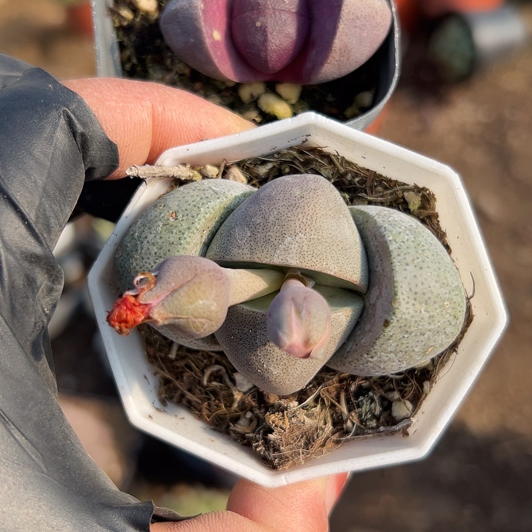 多肉植物两颗元宝