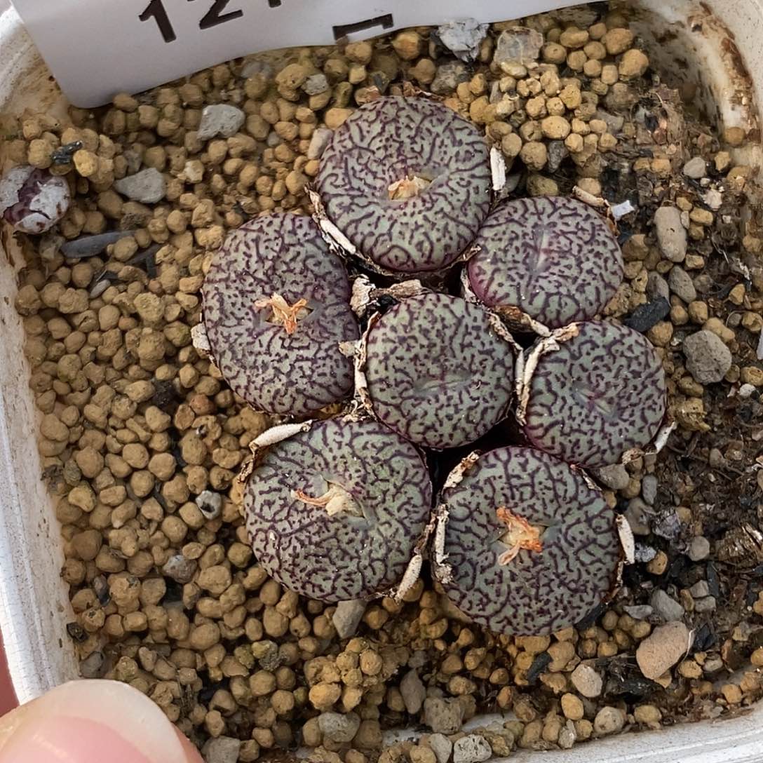 1210-17-密纹安贞。    