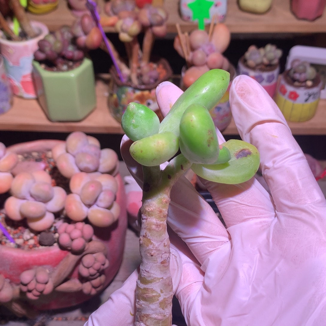 乌里维亚 乌里维亚