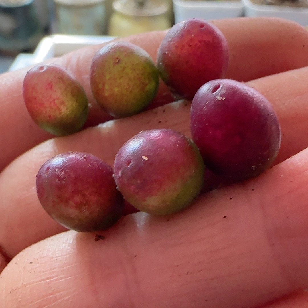 吕氏孤品正版2年6颗。   