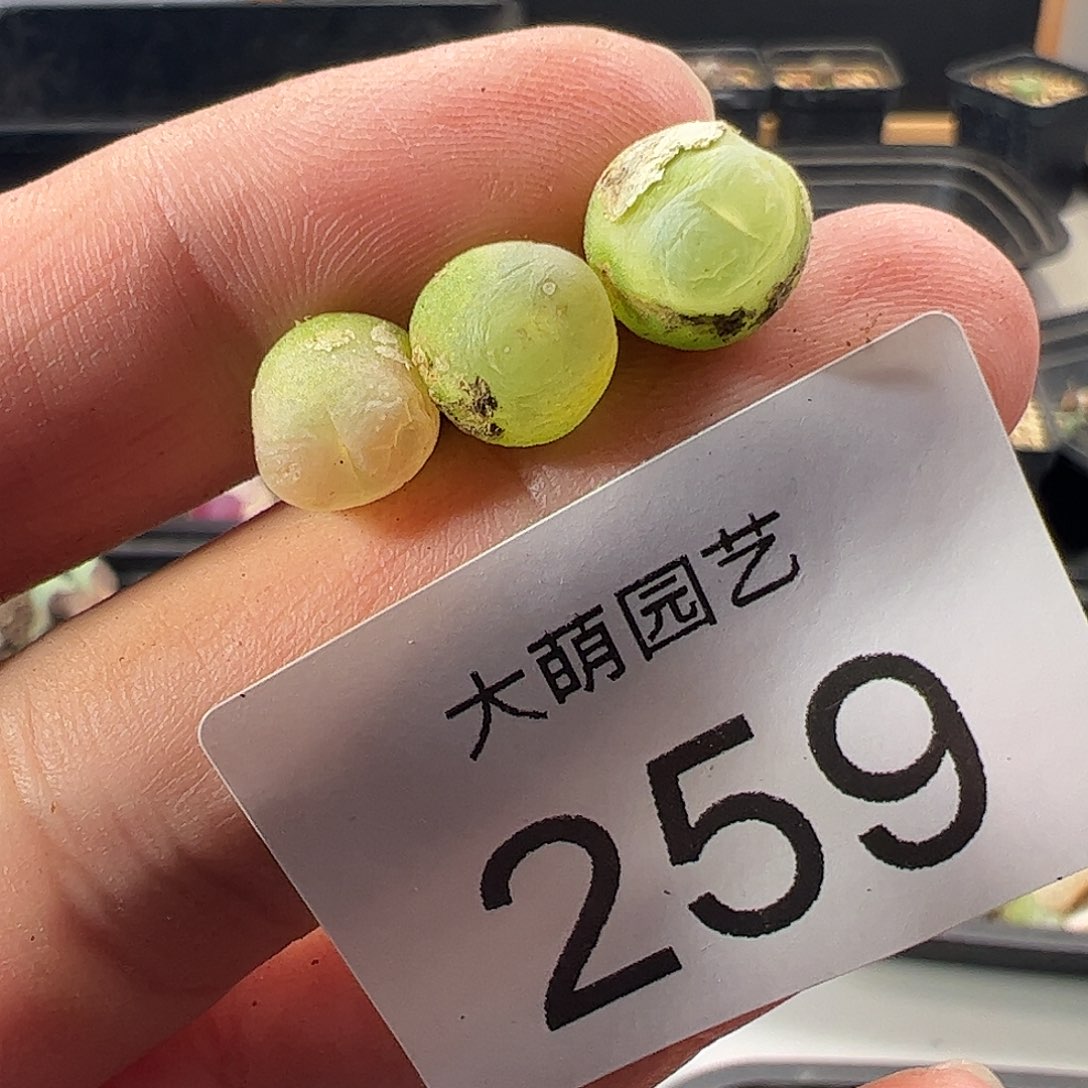 一物一拍。       259