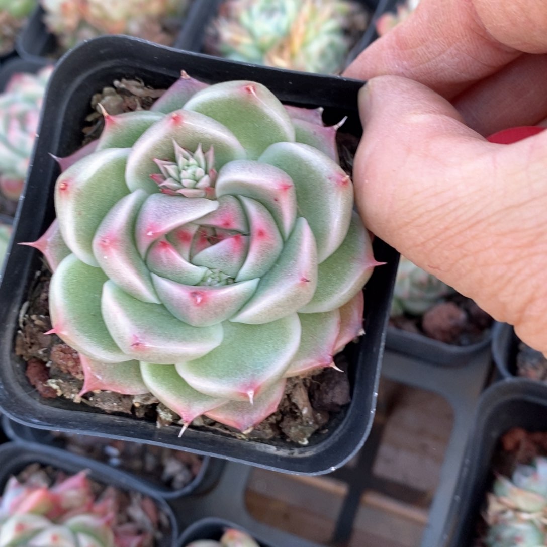 精品多肉一物一柏不包整45