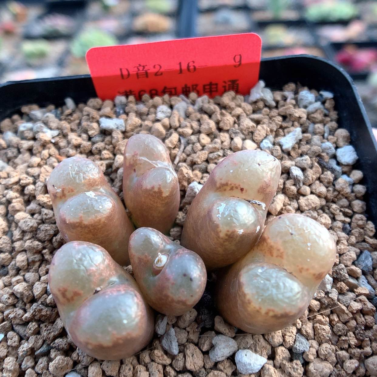 【闪购商品】2-16-9 红勋章一群 30