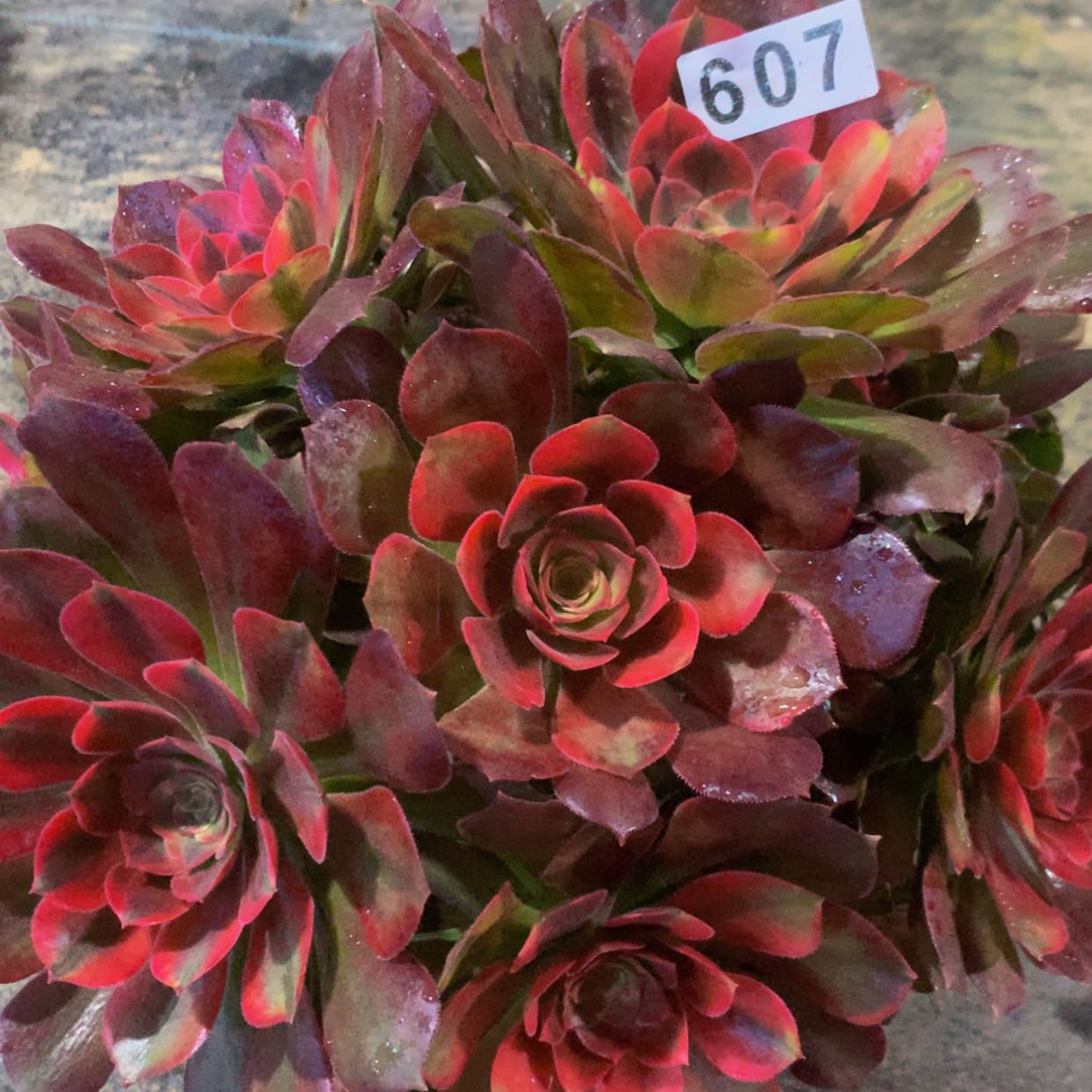 【闪购商品】607红秀多肉