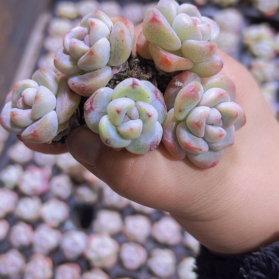 丸子冰玉5个19包邮多肉植物