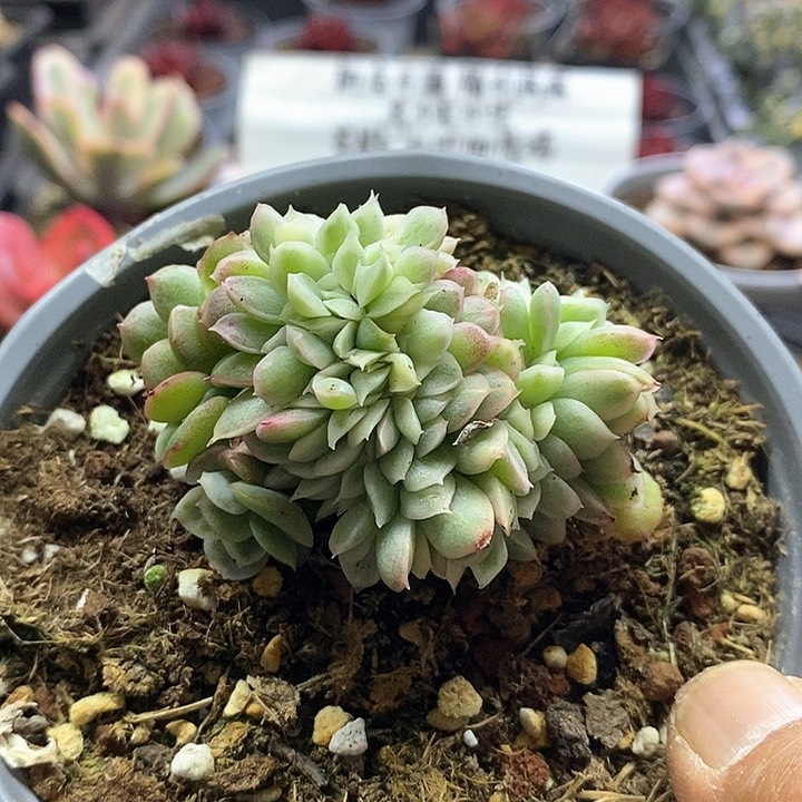 15101玉杯白锦缀化多肉