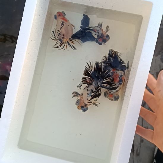 金鱼4条五花蝶尾金鱼