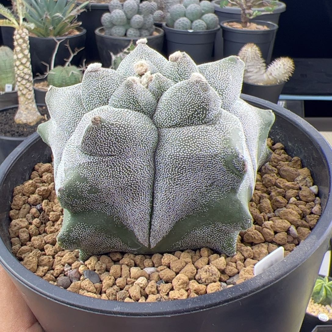 龟甲鸾凤玉实生9一物一拍