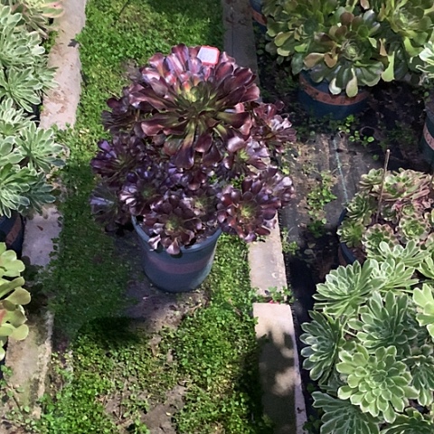 敏0867晚霞多肉植物