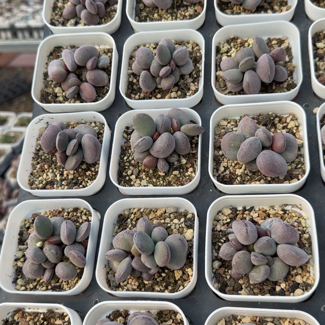 球球紫蛋量拍链接