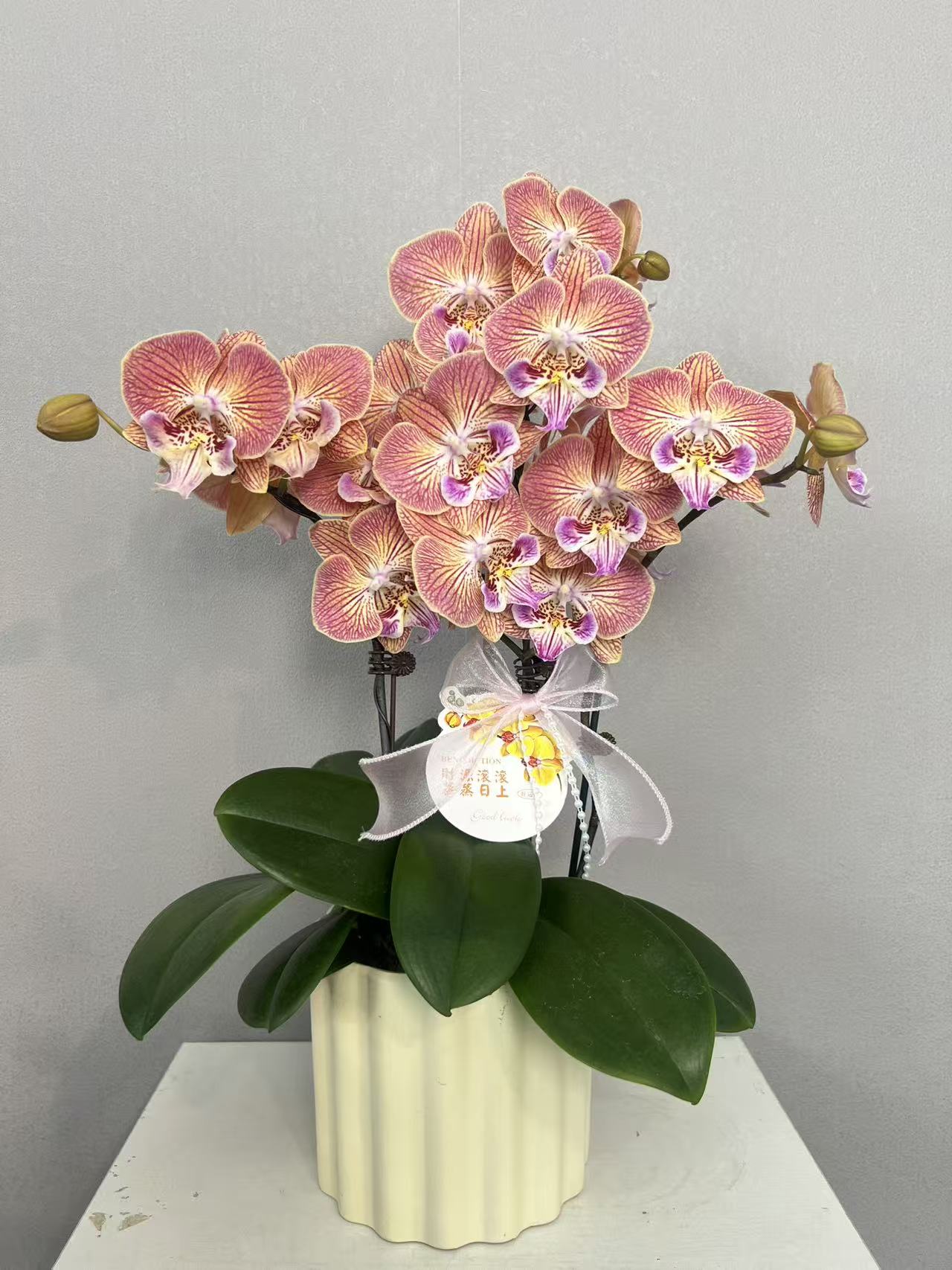 《金缕衣》蝴蝶兰艺术组盆鲜花摆设高端花卉