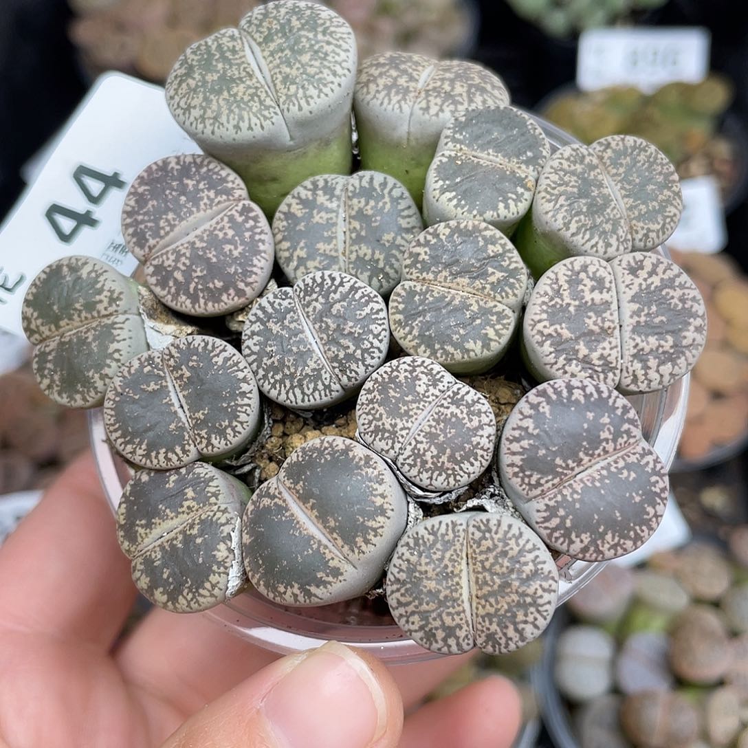 4400000花花花花花花