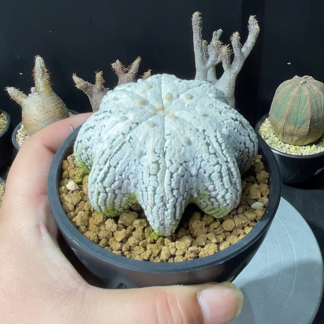 浓白海星兜带盆包邮