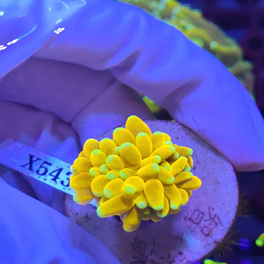 智海珊瑚不支持退货不包邮不到付接受下单