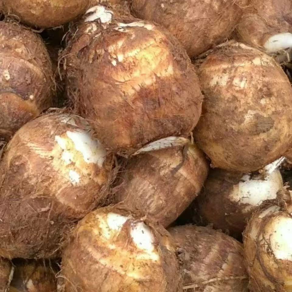 农家新鲜现挖小芋头