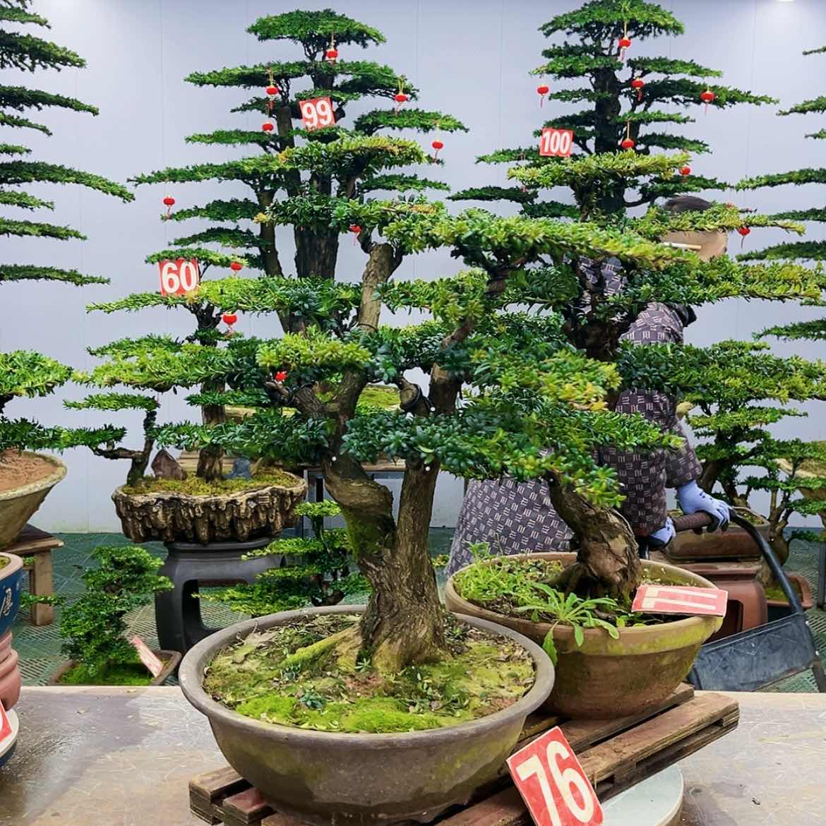 【闪购商品】罗汉松盆景艺术的发展历程