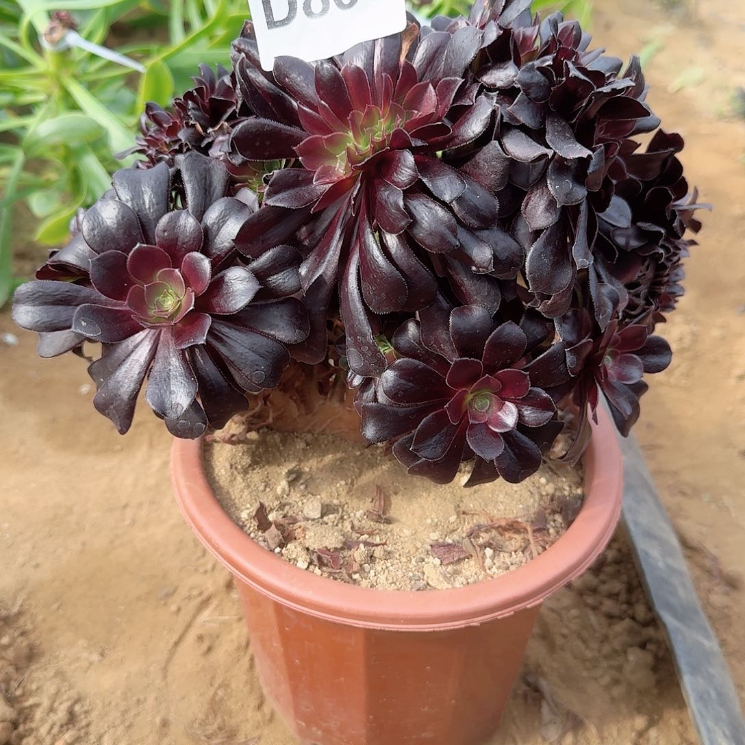 860欧紫一颗呀呀