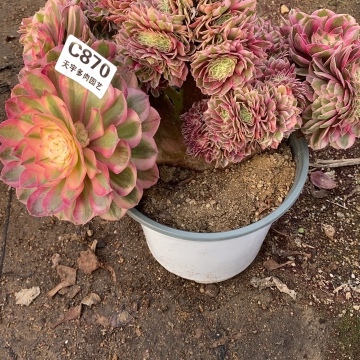 多肉植物倾城缀870多肉