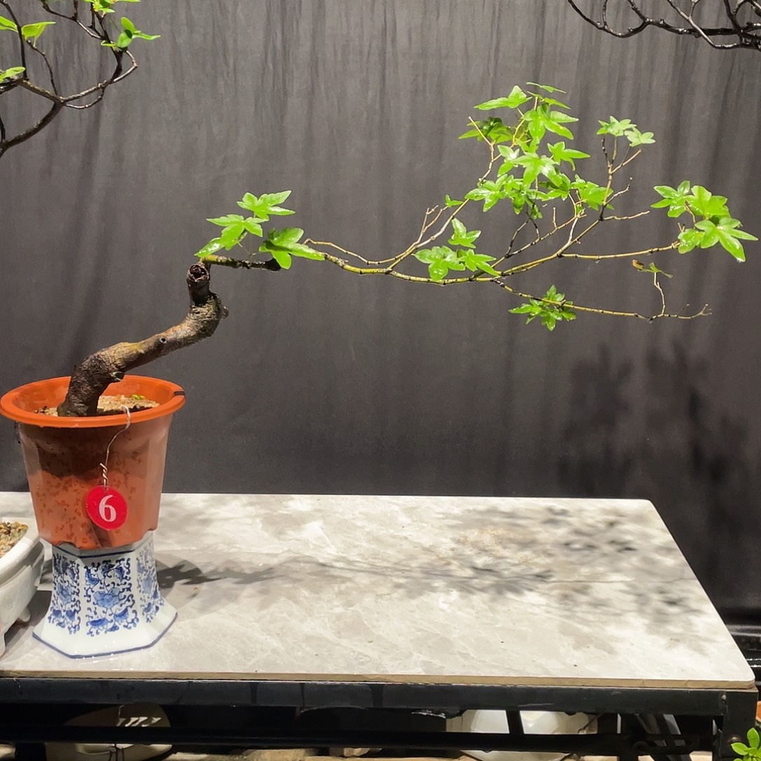 冇***刁无花朵石枫包邮哦哦哦