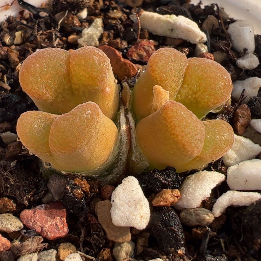 458多肉植物百科