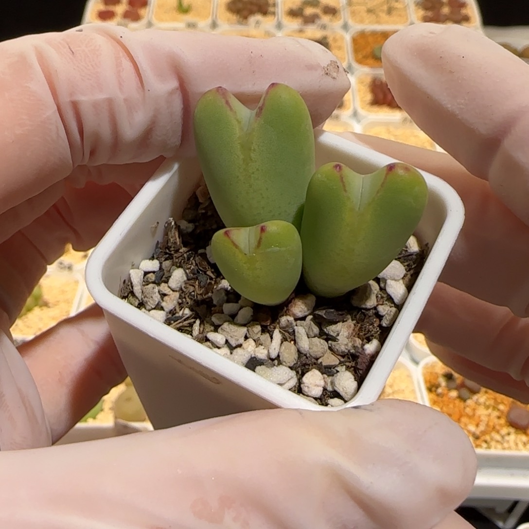 肉锥多肉植物百科30-1254