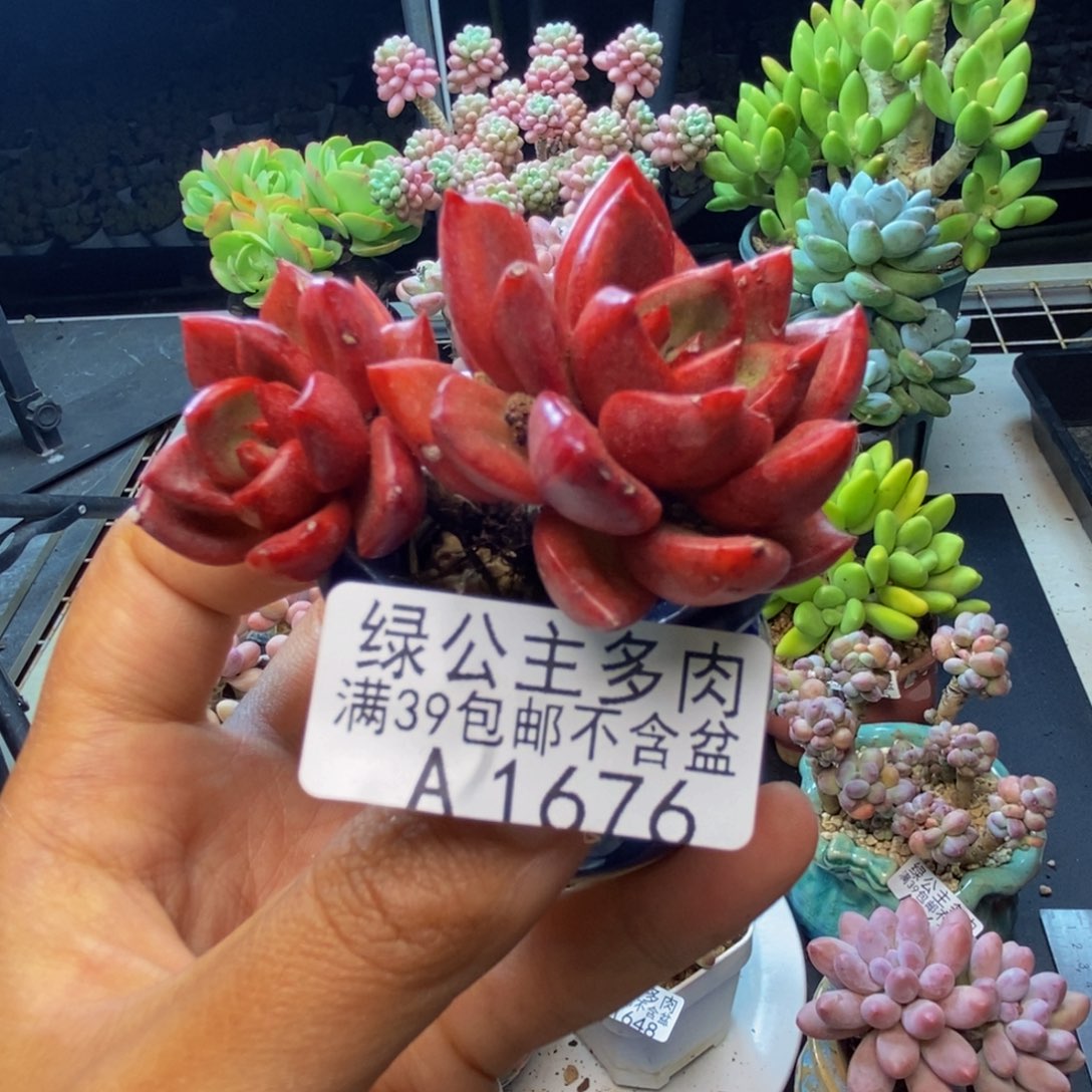 676夏洛特多肉5c m