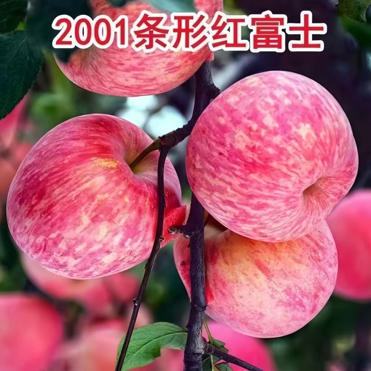 新2001条形富士苹果树苗嫁接脱毒抗寒耐旱庭院地栽盆栽基地直发苗