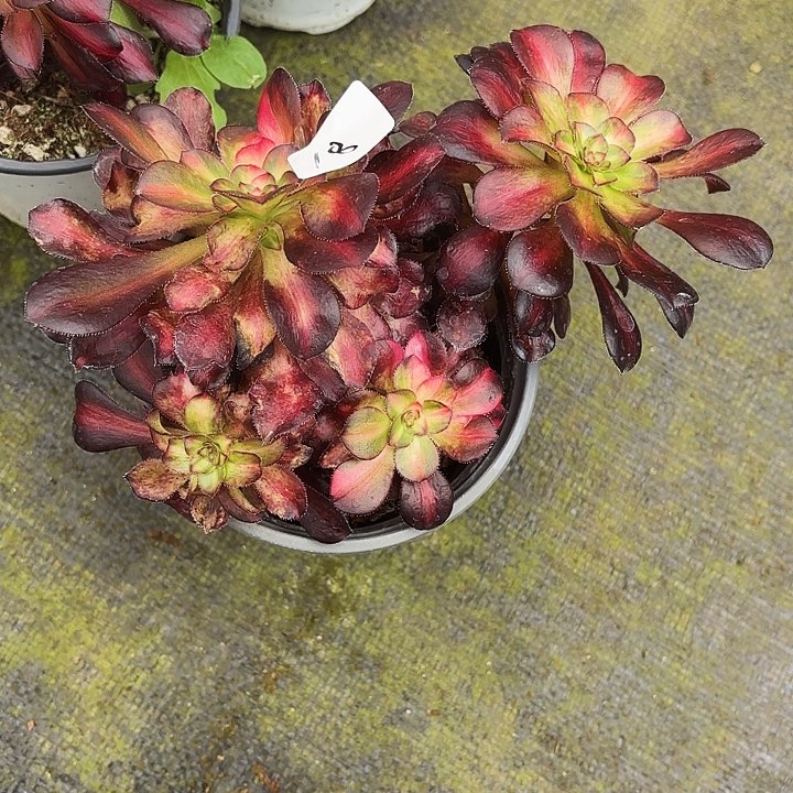 岁**好18多肉植物植物植物