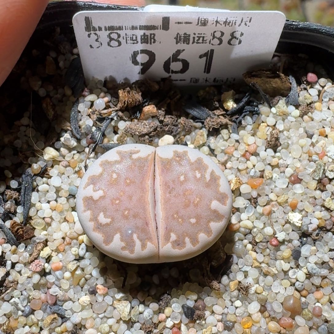 Sss清清清空961豹纹