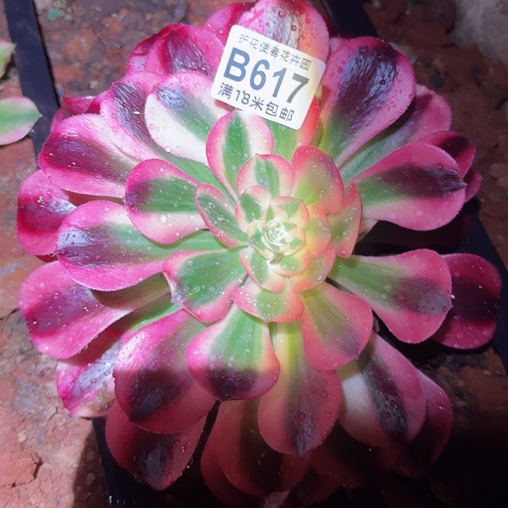 多肉法师香妃朵朵