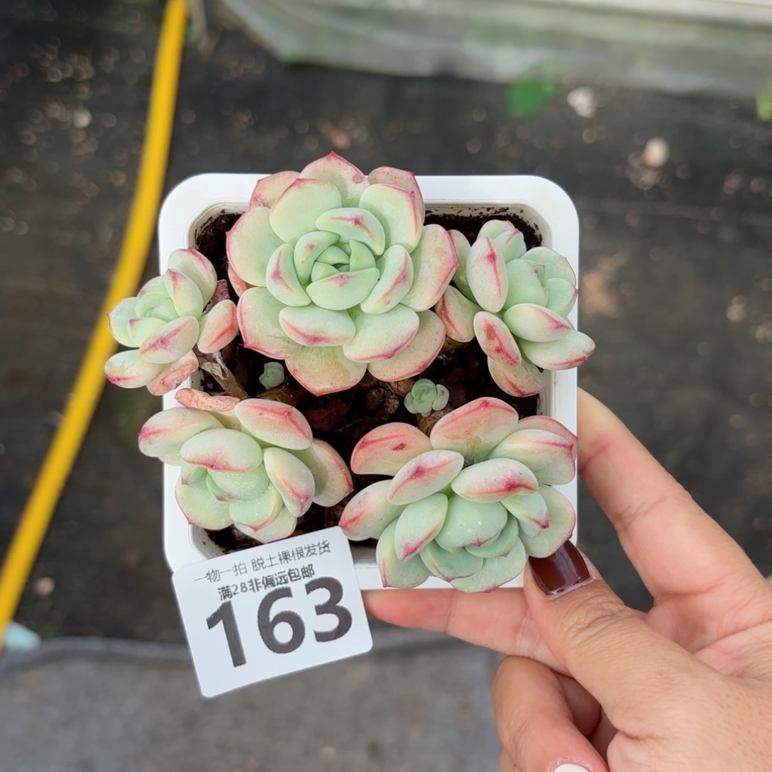 香草老桩无盆土发货