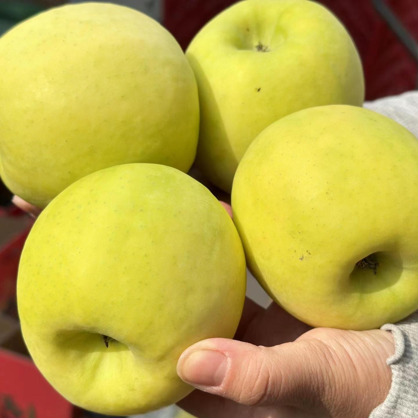 陕西瑞雪苹果 新鲜脆甜青黄绿瑞雪苹果咸阳马栏红长武苹果礼盒