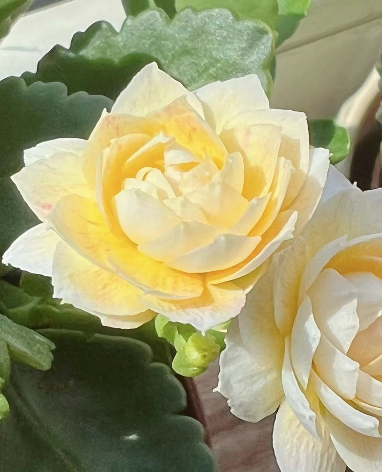 【香草冰淇淋】~精品重瓣带花苞客厅阳台室内懒人花卉美观