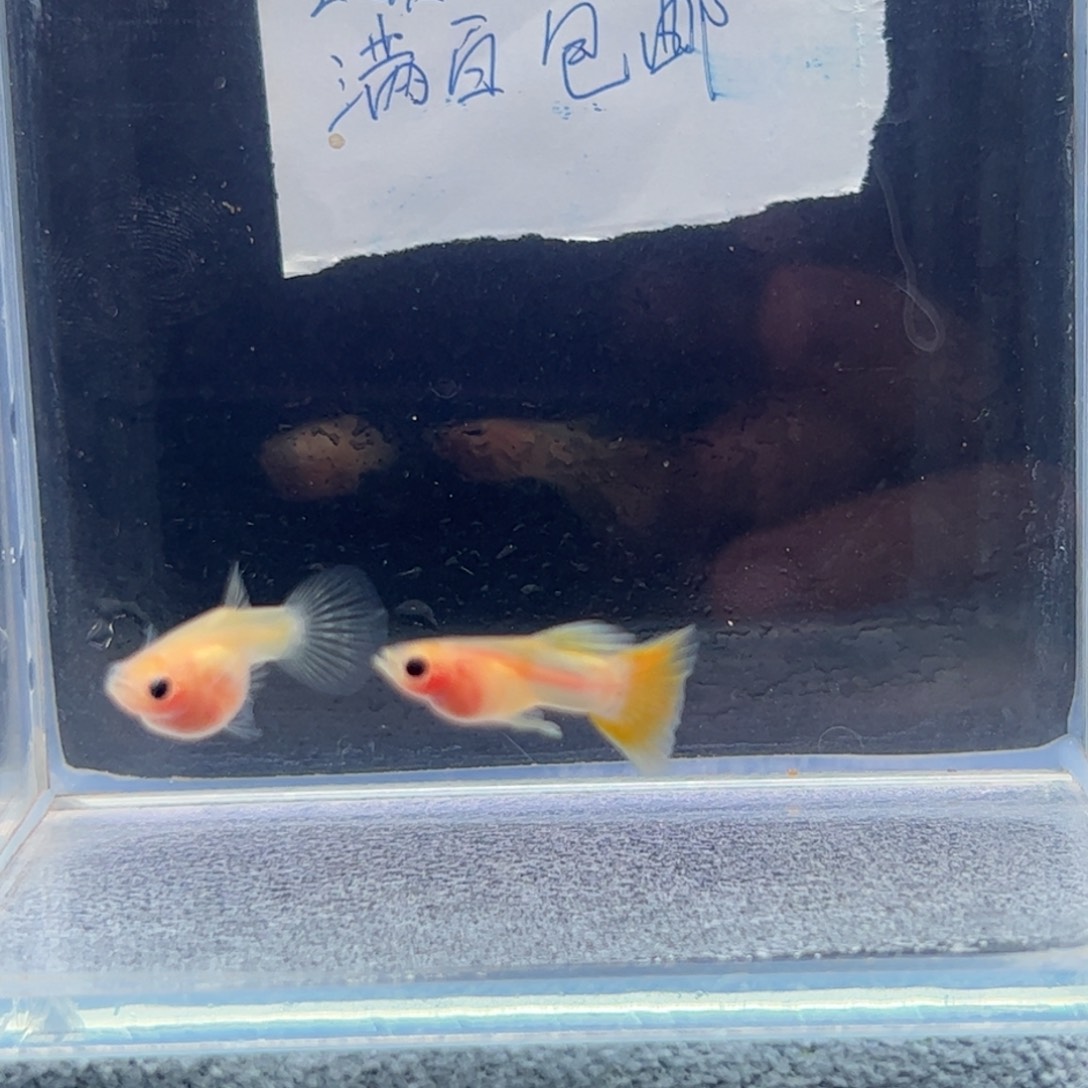 孔雀鱼幻彩粉猫111