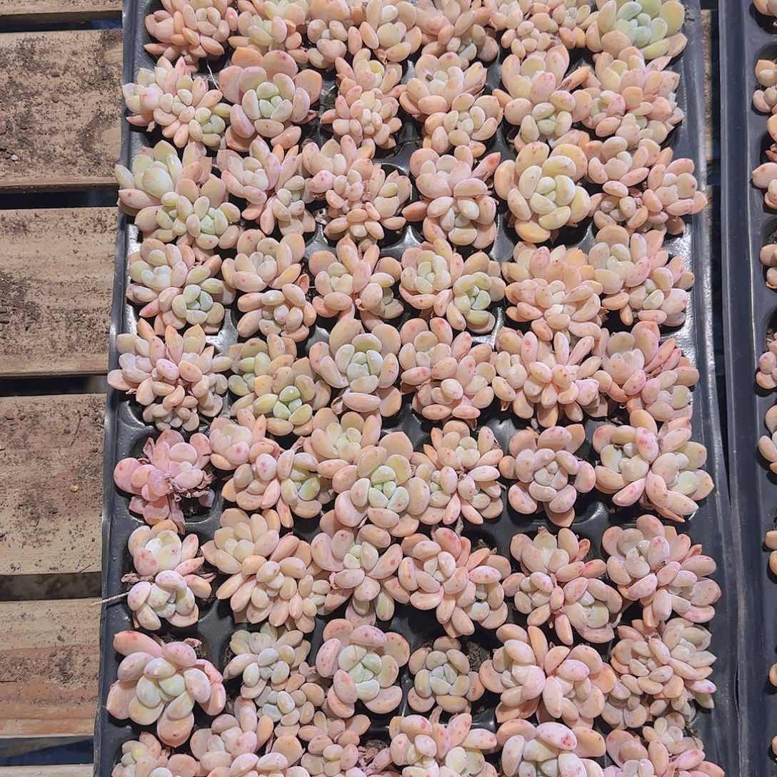 整盘72孔冰橙量拍