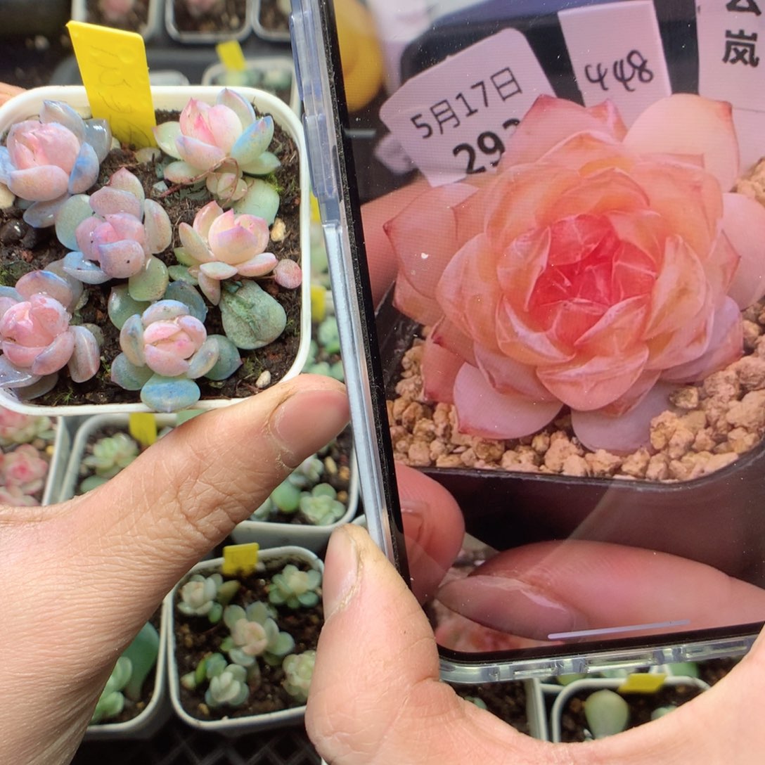 云岚6颗yyyyyyyyyyy