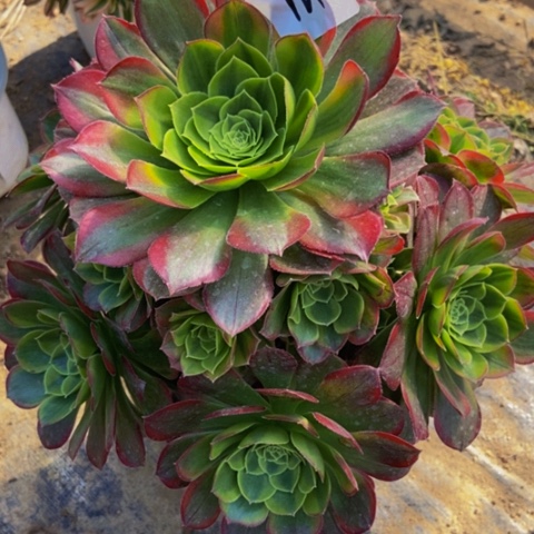 奶白有伤多肉植物121