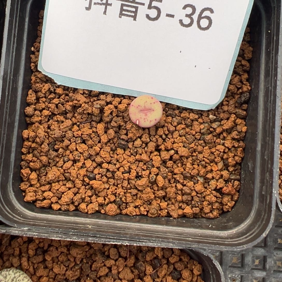 5-36肉锥多肉植物的