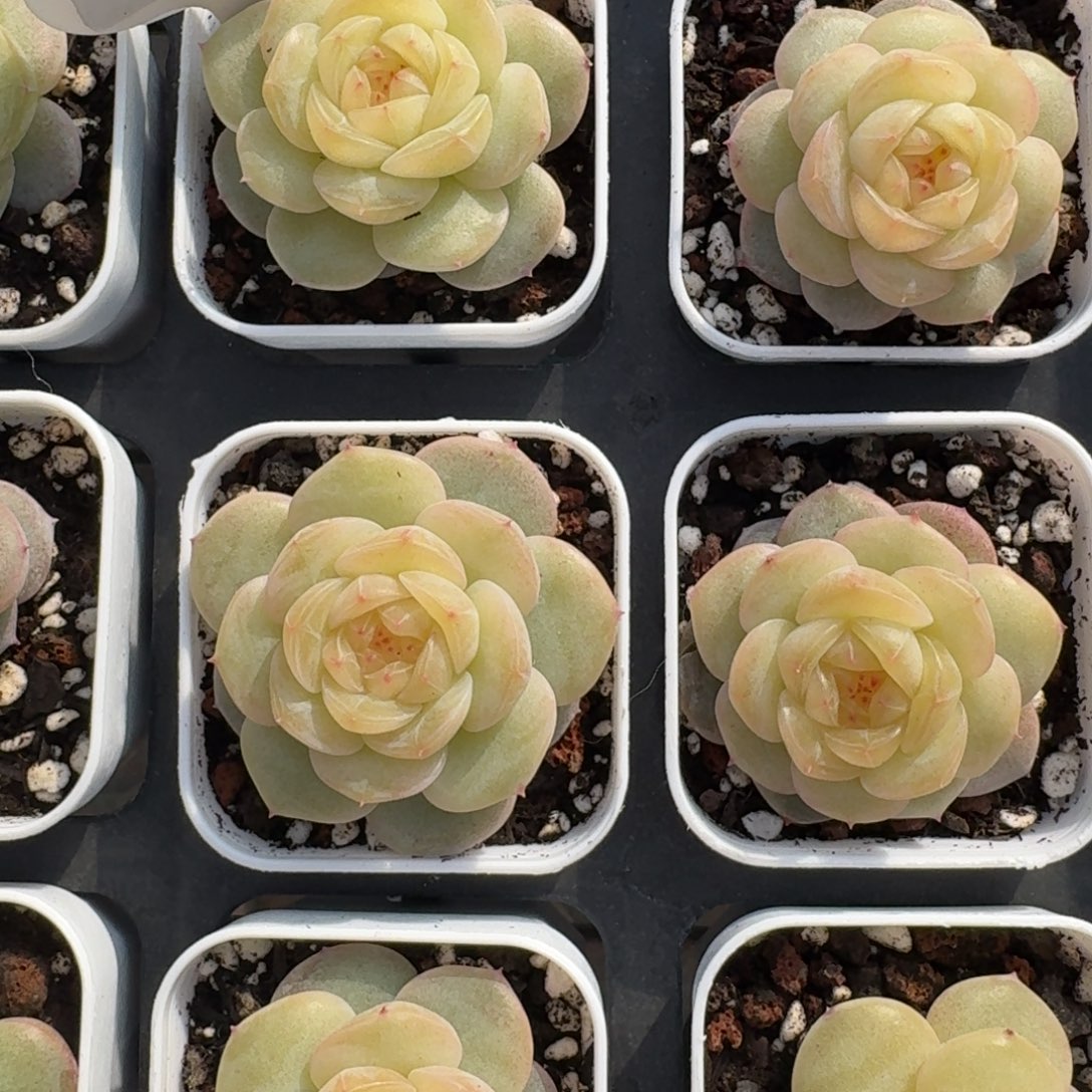 1212-126/芳草19单头一颗