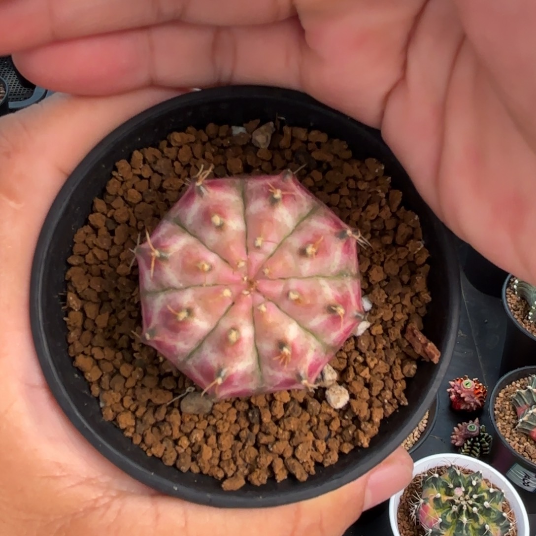 泰系米哈实生轮回1200