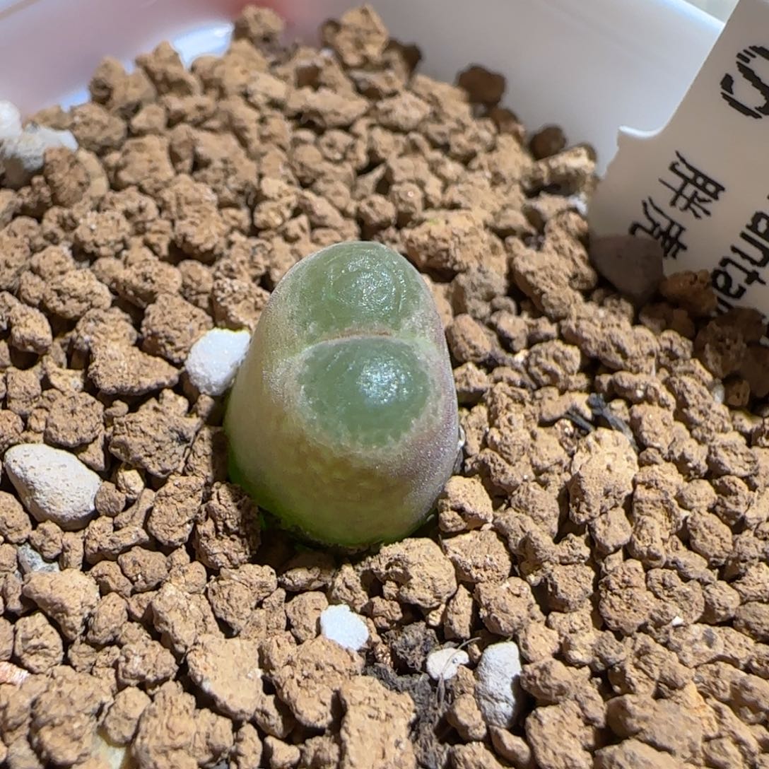 肉锥多肉植物组合-胖虎1237