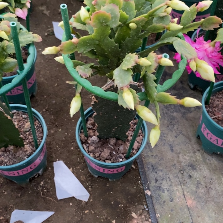 葵***花完全开放005重瓣白色