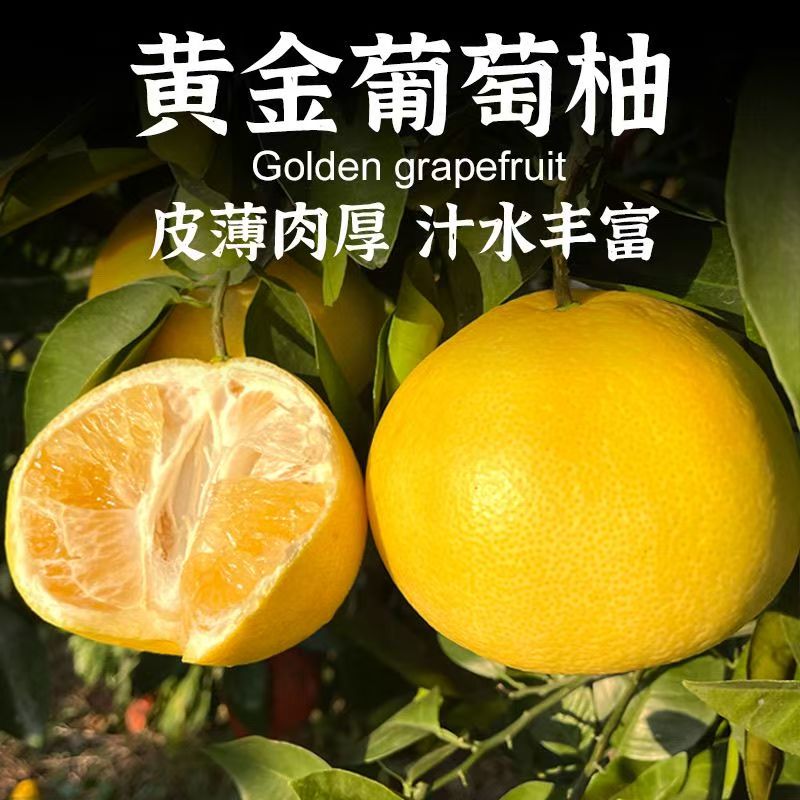 （卓影甄选）正宗福建黄金葡萄柚应季新鲜水果香甜多汁